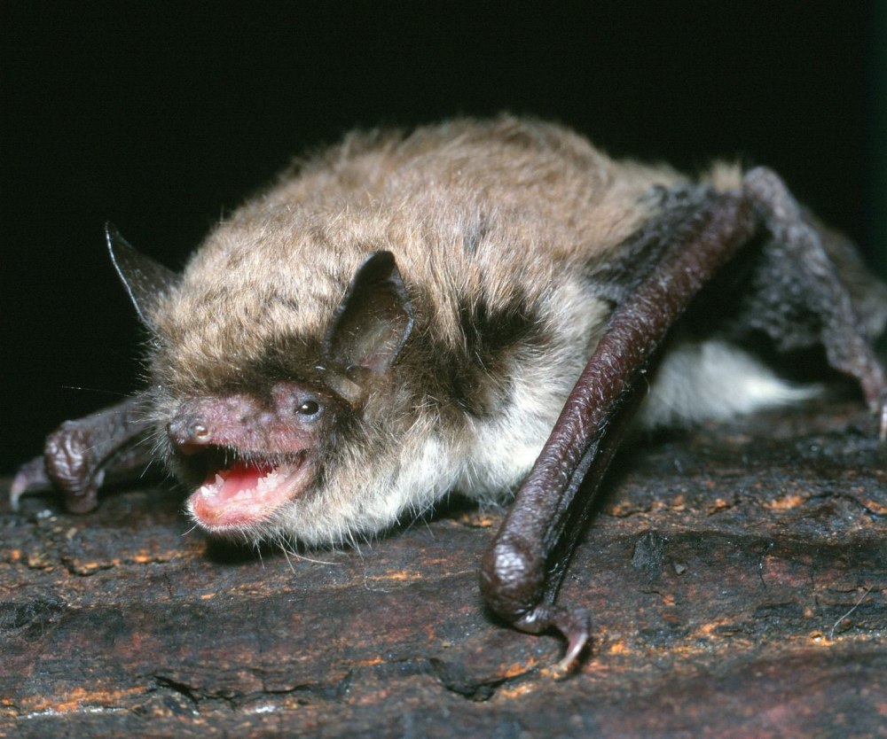 Ночница Брандта Myotis brandtii