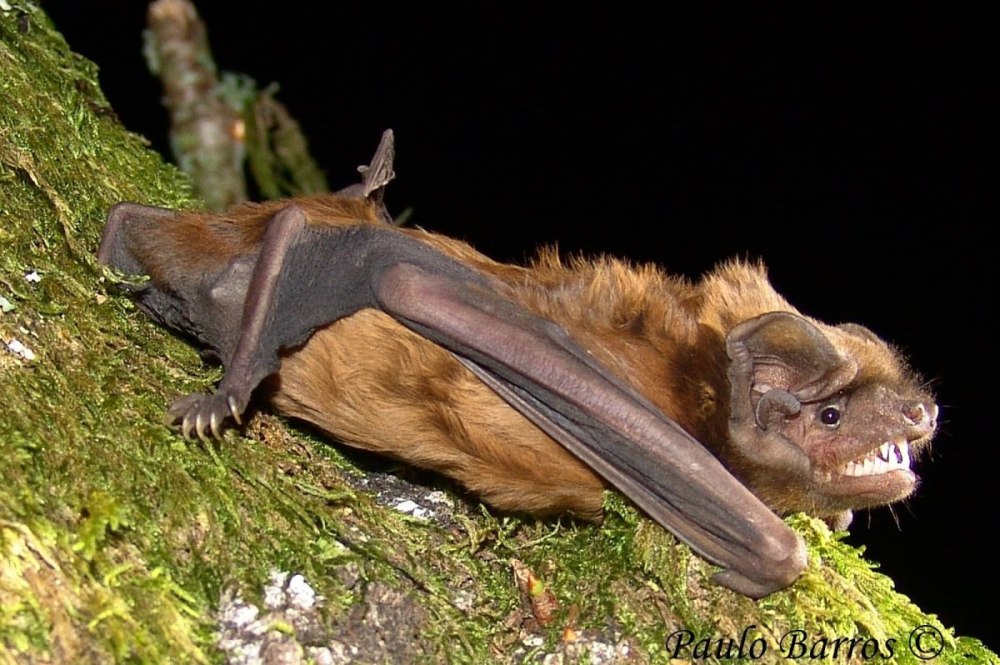 Гигантская вечерница Nyctalus lasiopterus