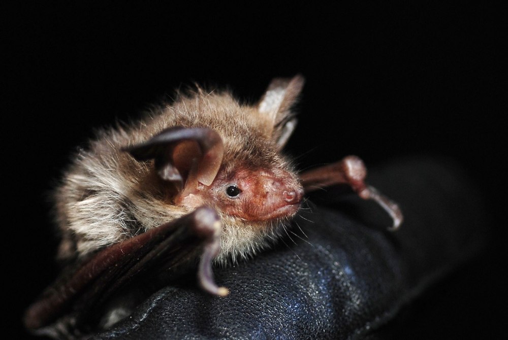 Усатая ночница Myotis mystacinus