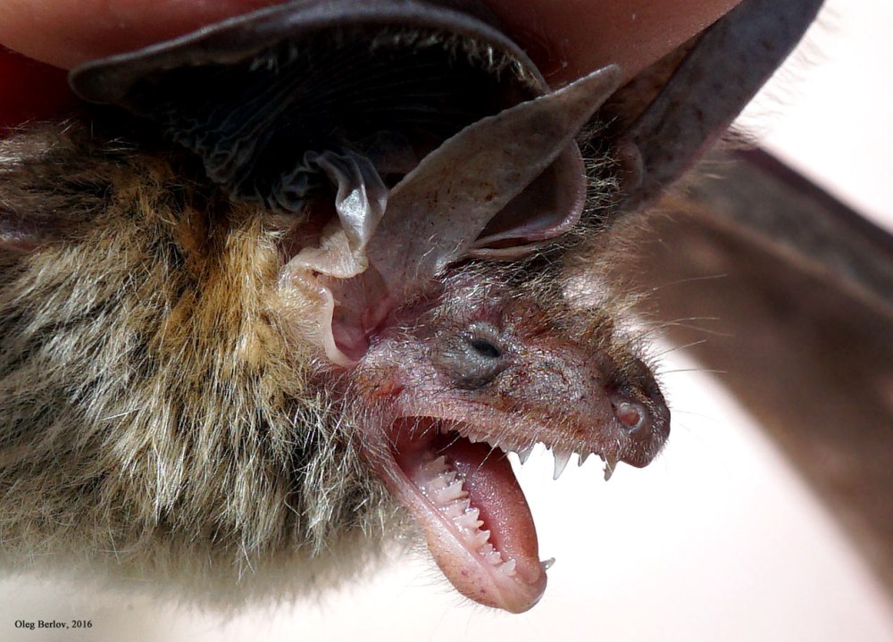Ушан бурый – Plecotus auritus