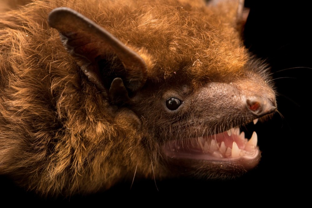 Вечерница рыжая Nyctalus noctula