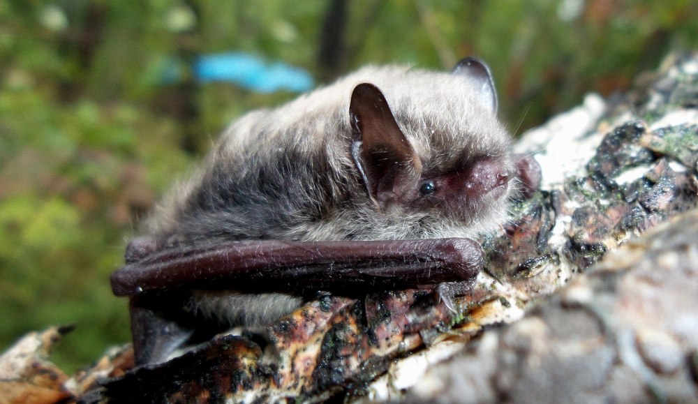 Прудовая ночница Myotis dasycneme (Boie, 1825)