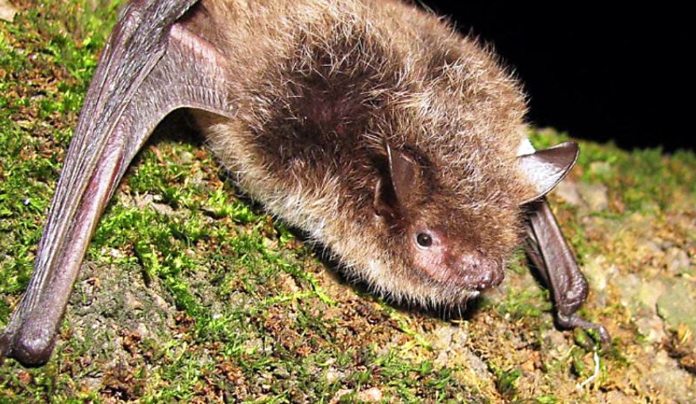 Водяная ночница Myotis daubentonii