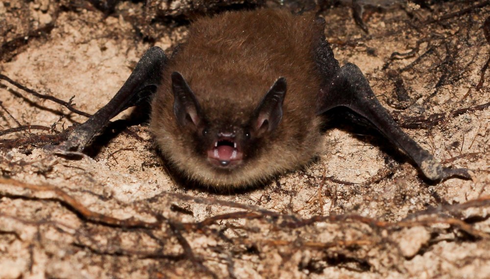 Кожанок Северный Eptesicus nilssoni