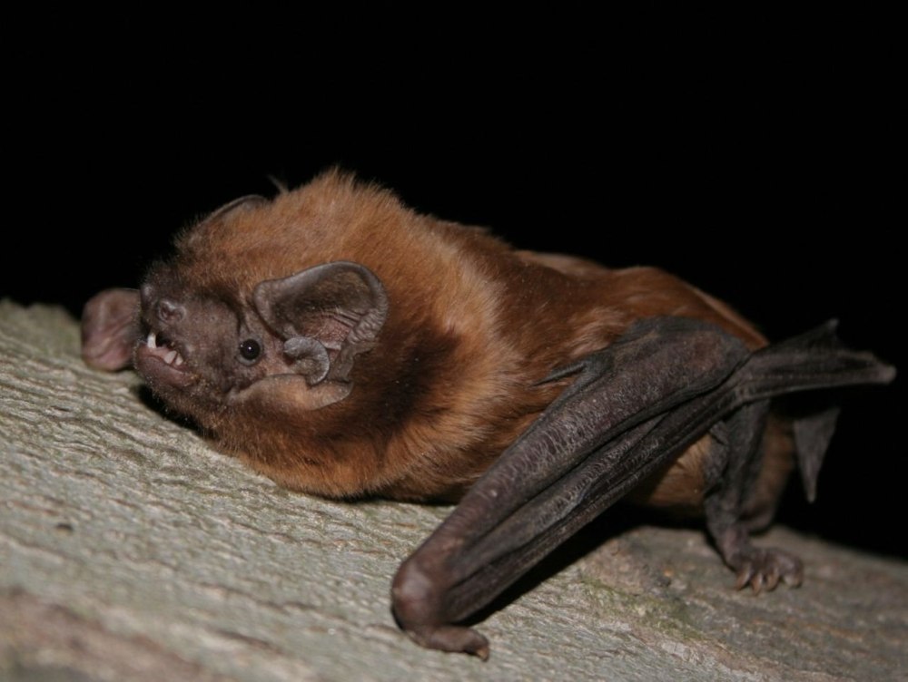 Рыжая вечерница - Nyctalus noctula (Schreber, 1774)