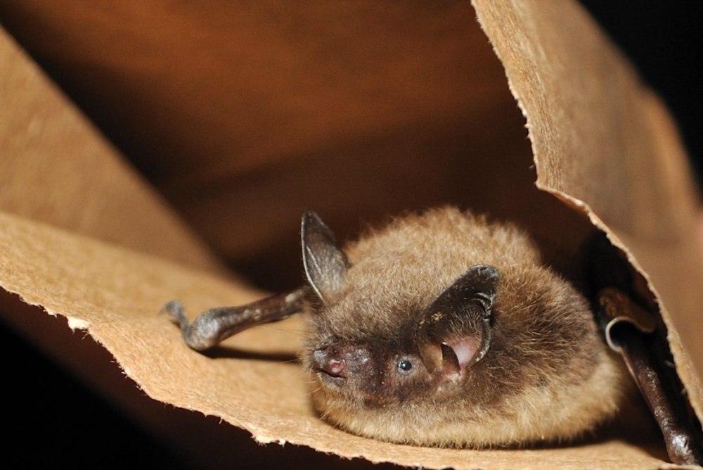 Ночница Иконникова Myotis ikonnikovi
