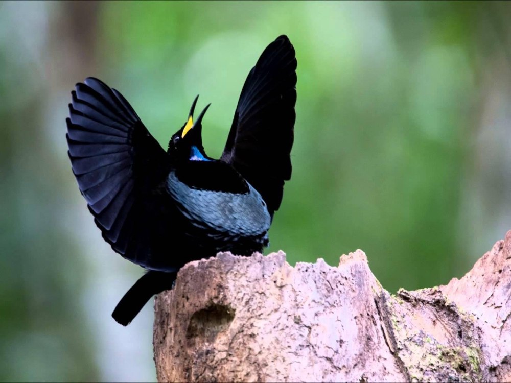 Parotia wahnesi