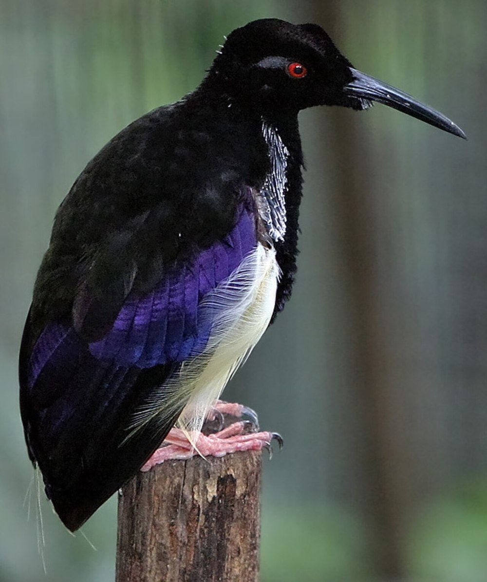 Seleucidis melanoleucus