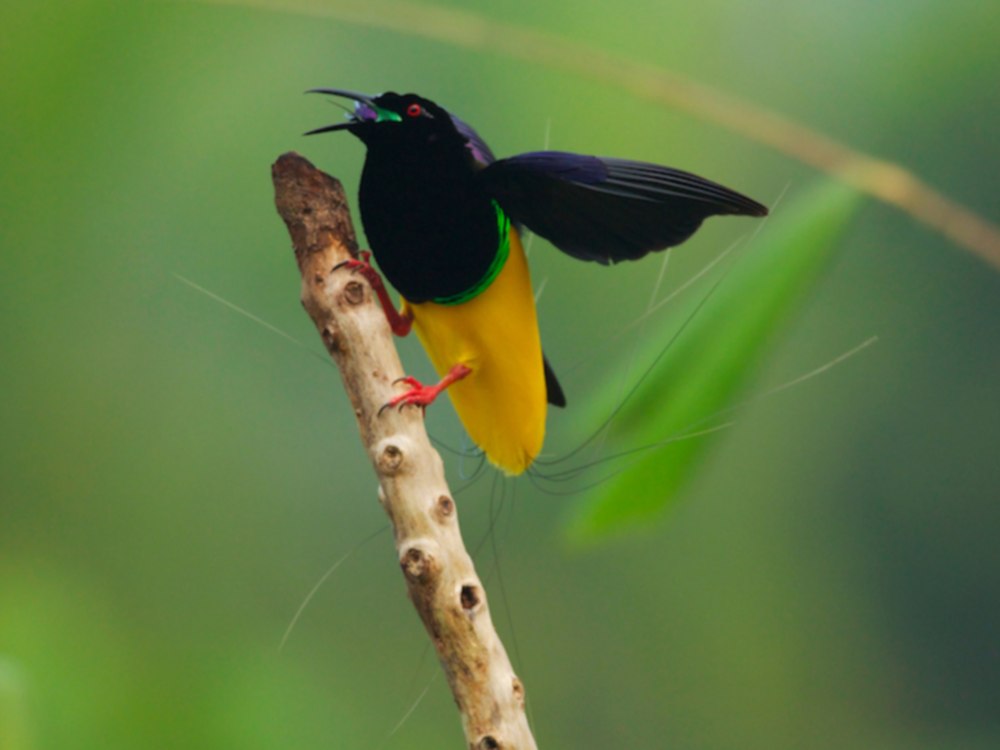 Seleucidis melanoleucus
