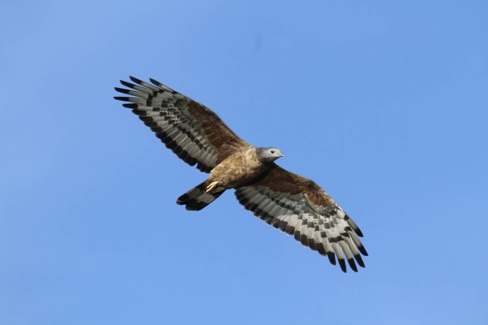 Осоед хохлатый (Pernis ptilorhynchus)