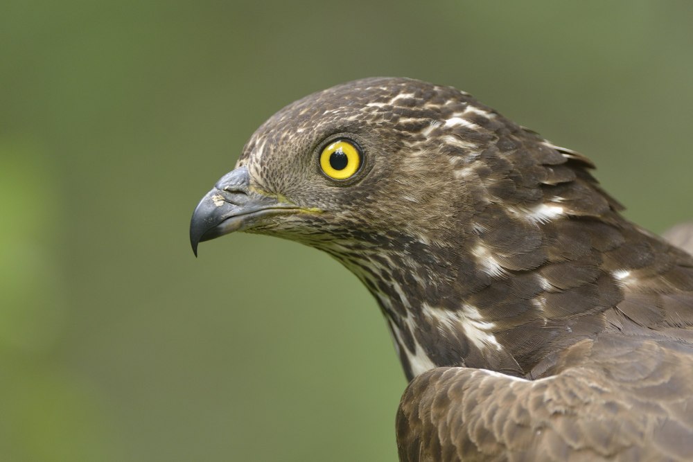 Обыкновенный осоед (Pernis apivorus)
