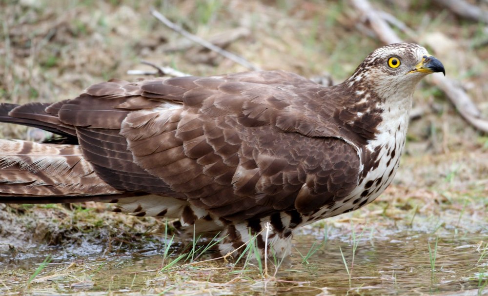 Осоед (Pernis apivorus)