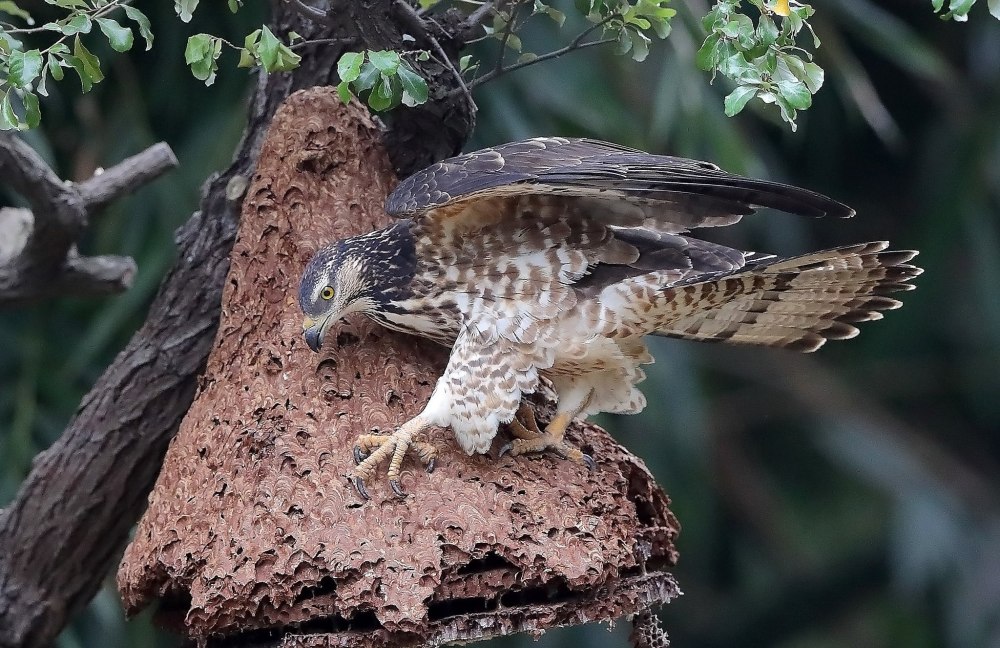 Осоед хохлатый (Pernis ptilorhynchus)