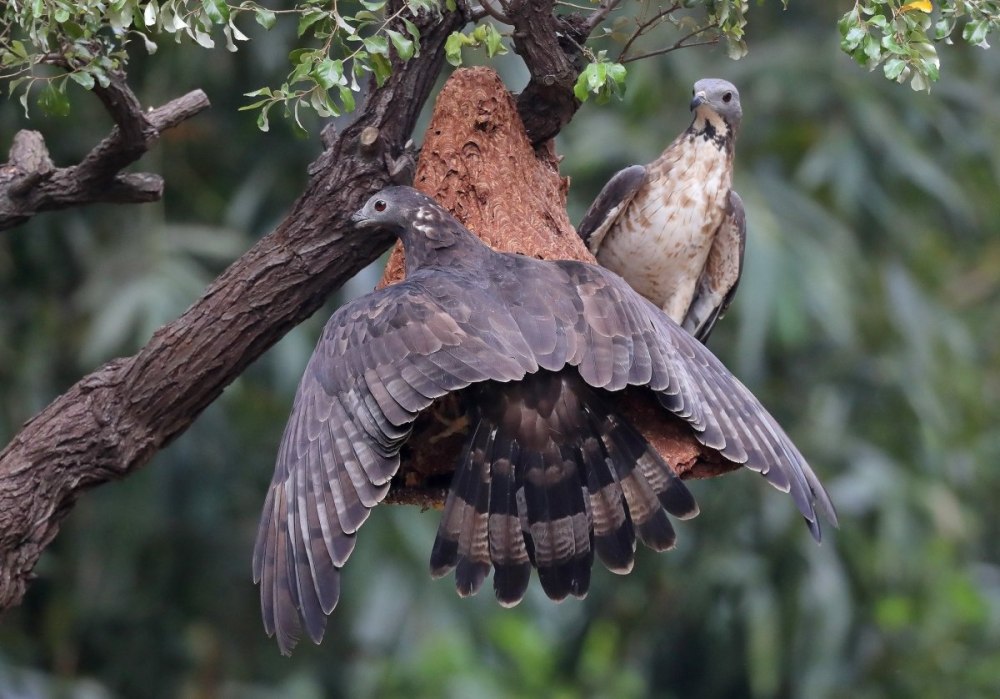 Осоед хохлатый (Pernis ptilorhynchus)