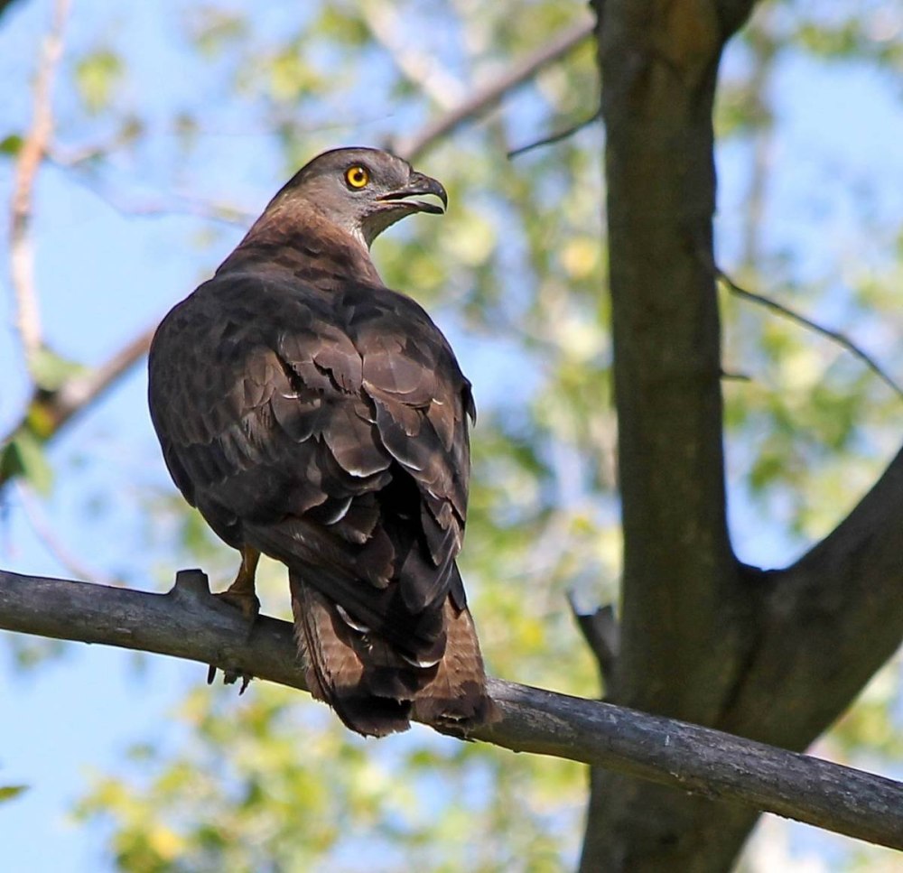 Осоед (Pernis apivorus)