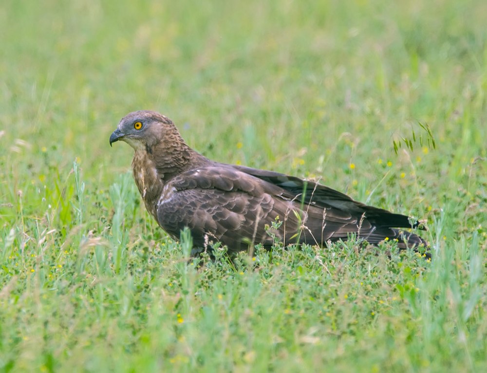 Осоед (Pernis apivorus)