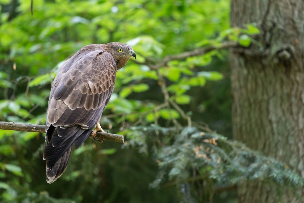 Обыкновенный осоед (Pernis apivorus)