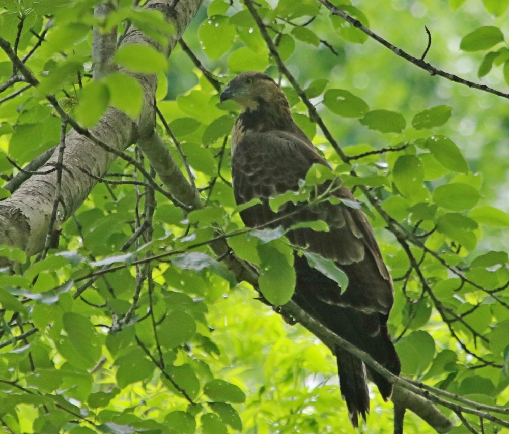 Pernis ptilorhynchus