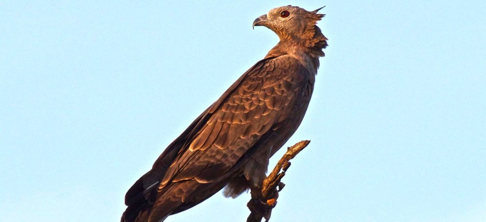 Crested Honey-Buzzard