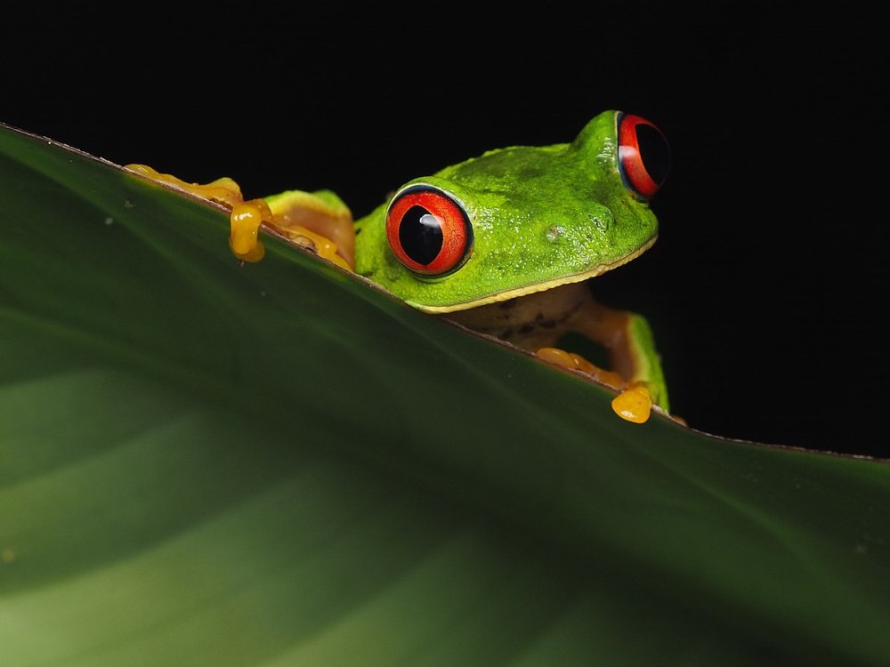 Tree Frog Yellow ND Black
