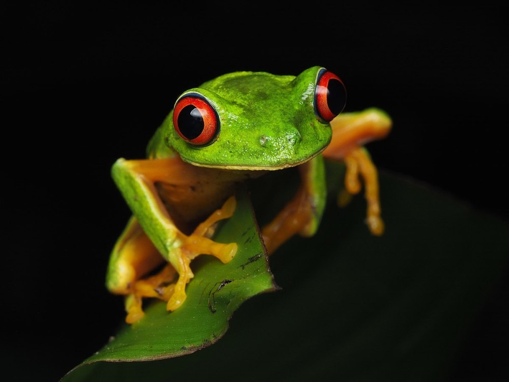 Black eyed Tree Frog ядовитая