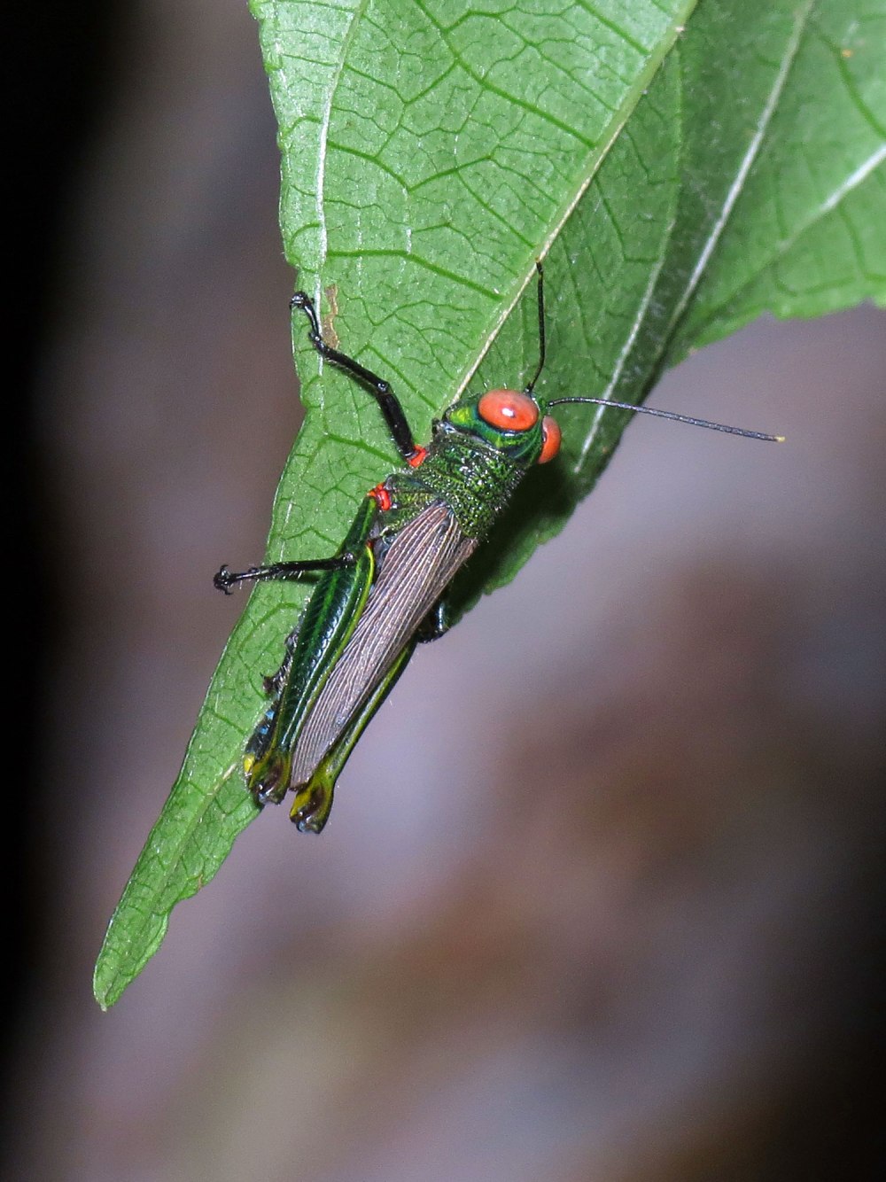 Семейство Acrididae