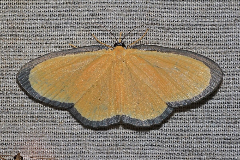 Borneo Moths