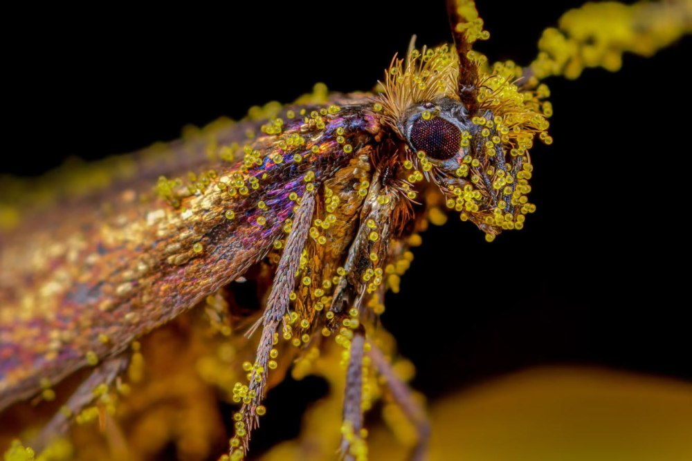 Fonticola, polycelidia we Seidlia