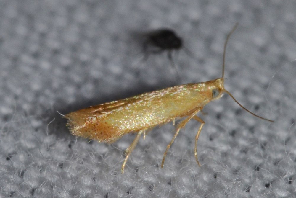 Epimartyria auricrinella
