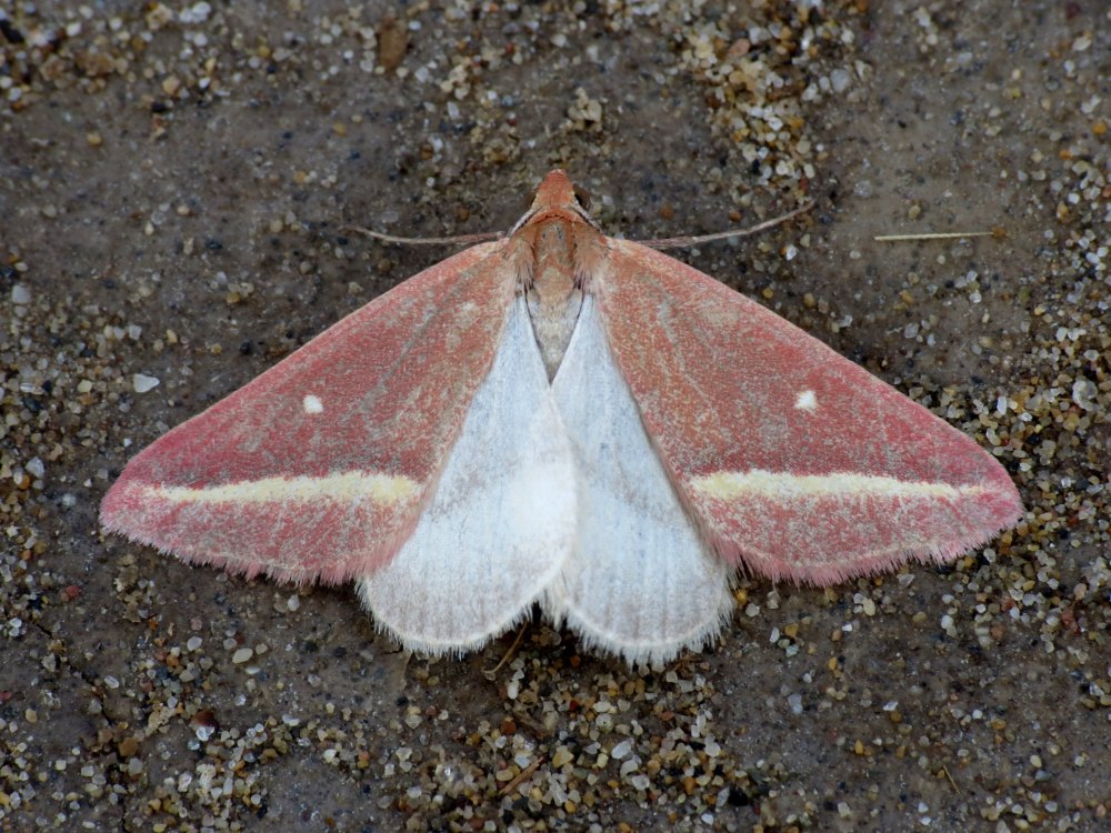 Casilda anthophilaria