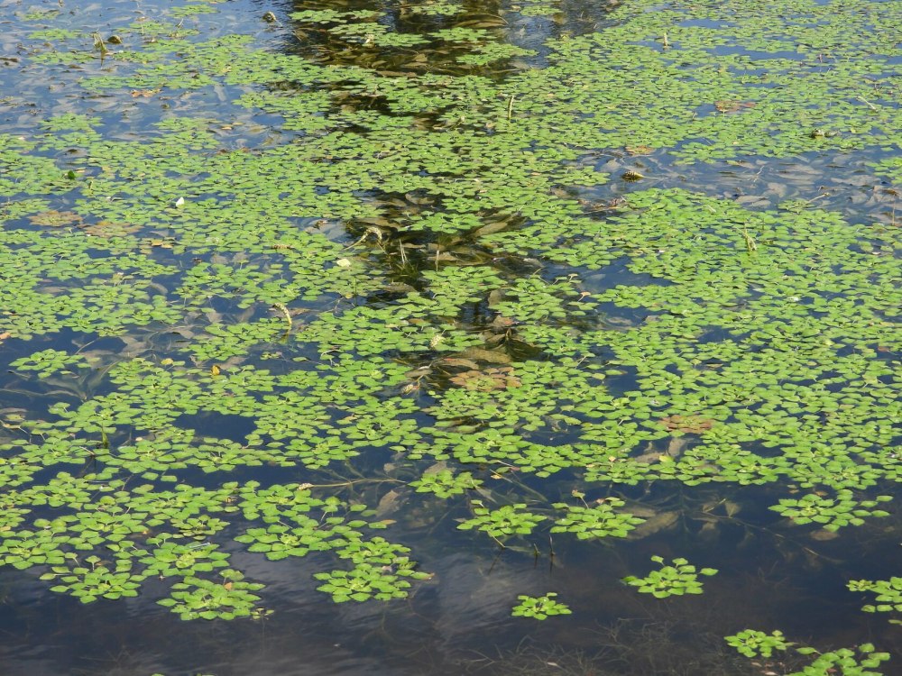 Болотный водяной