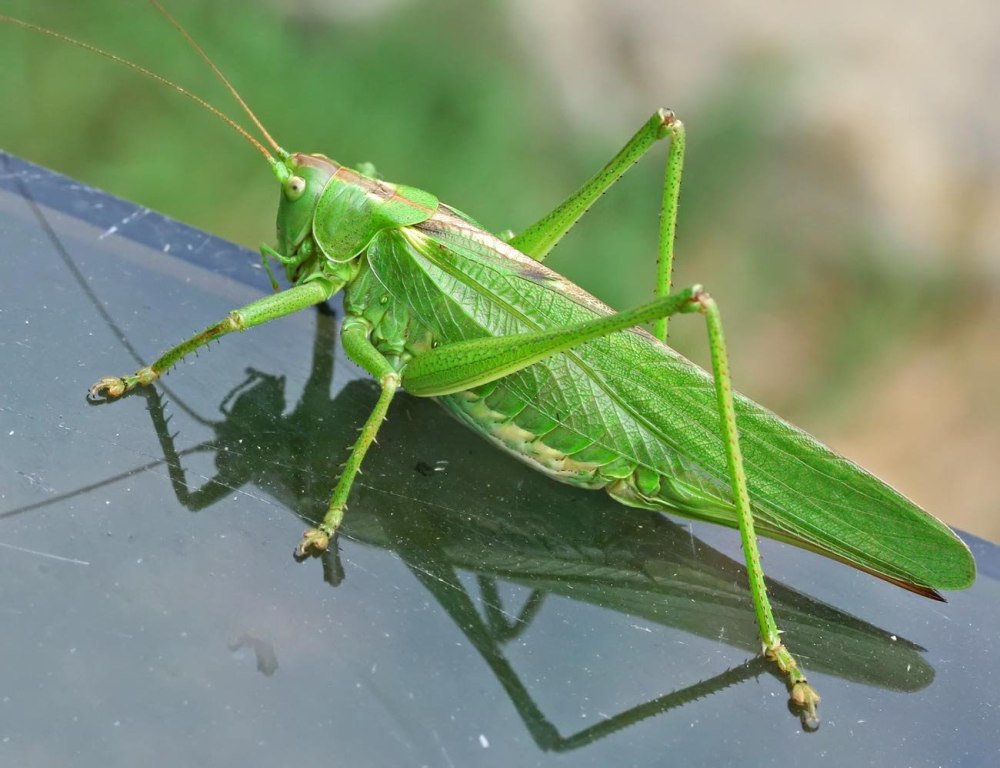 Кузнечик Tettigonia viridissima