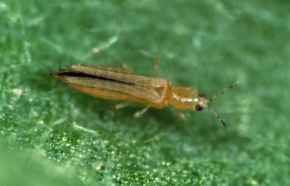Западный цветочный трипс Frankliniella occidentalis
