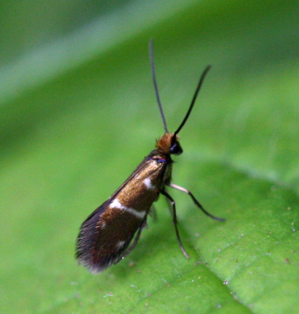 Micropteryx calthella