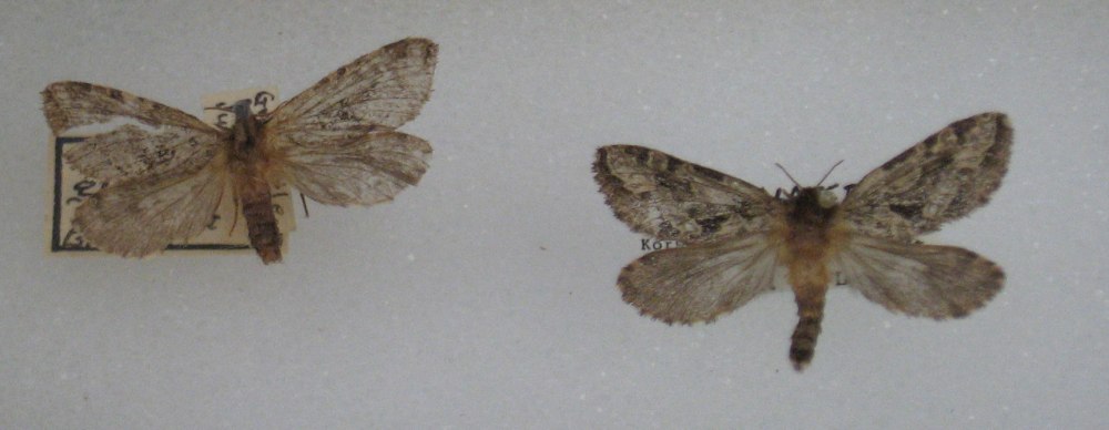 Epimartyria auricrinella
