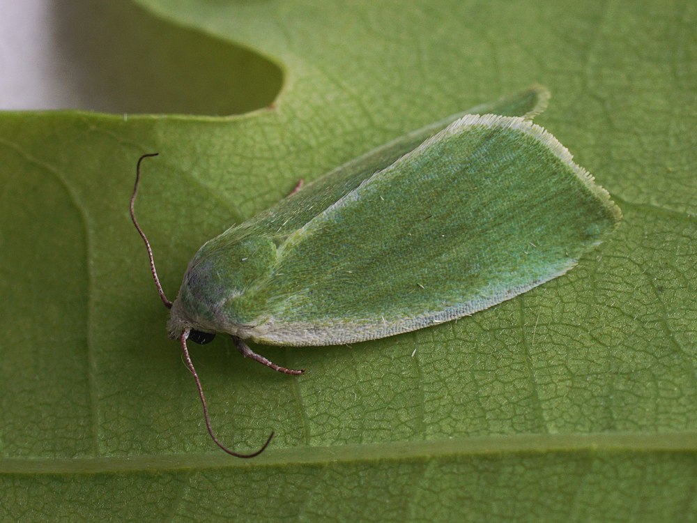 Earias clorana