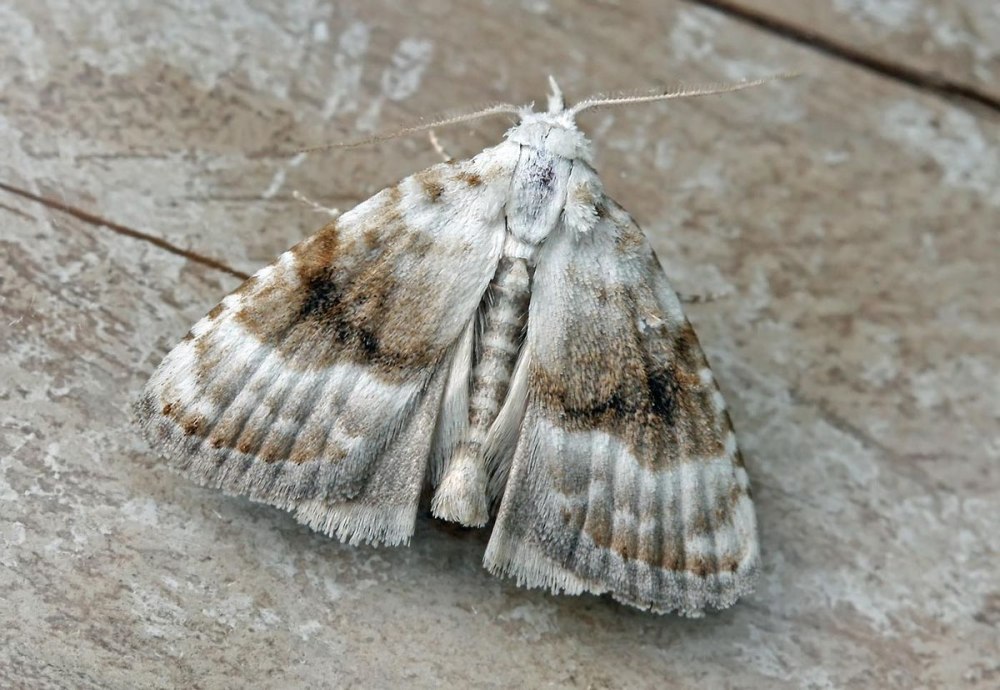 Meganola melancholica