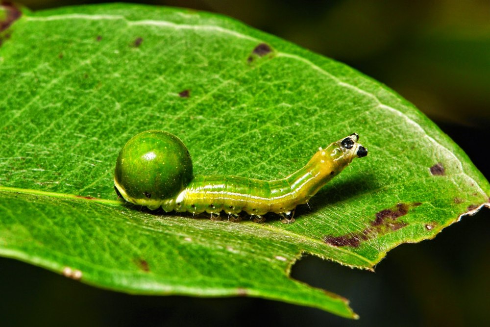 Гусеница Nolidae