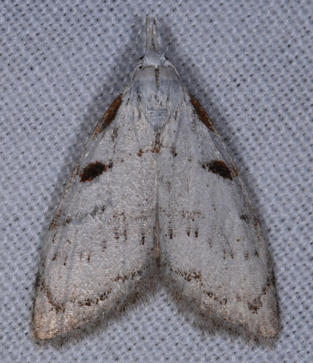 Meganola melancholica
