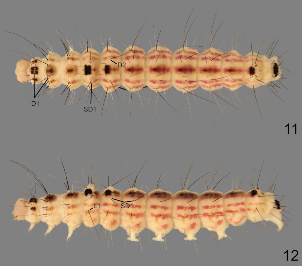 Гусеница Nolidae