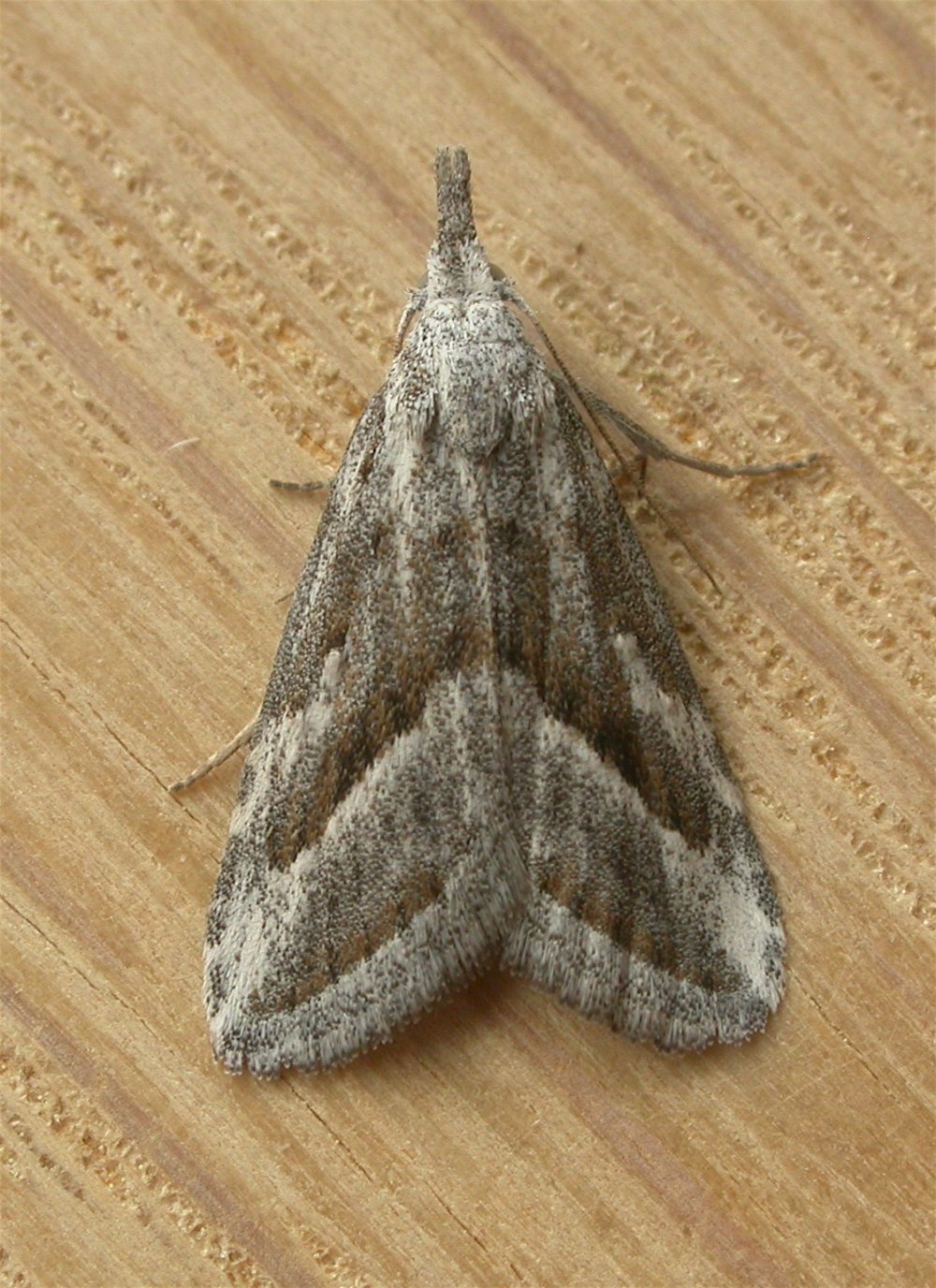 Nolidae