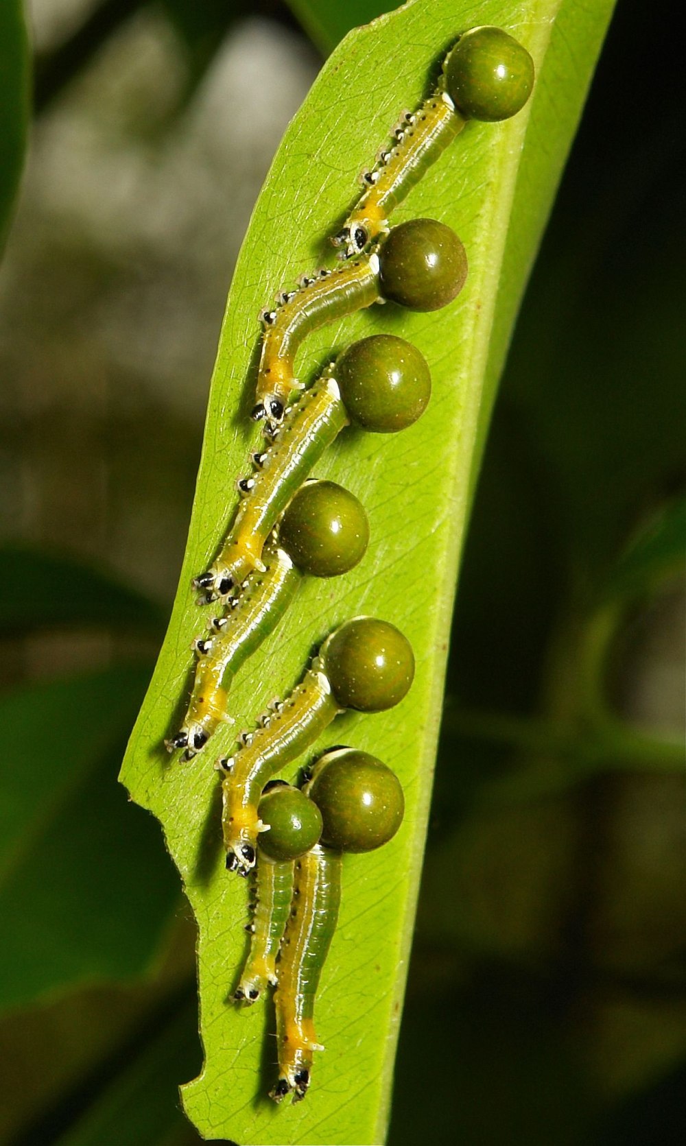 Гусеница Nolidae