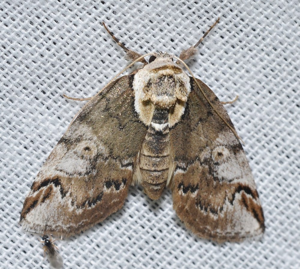 Autographa precationis - common Looper Moth