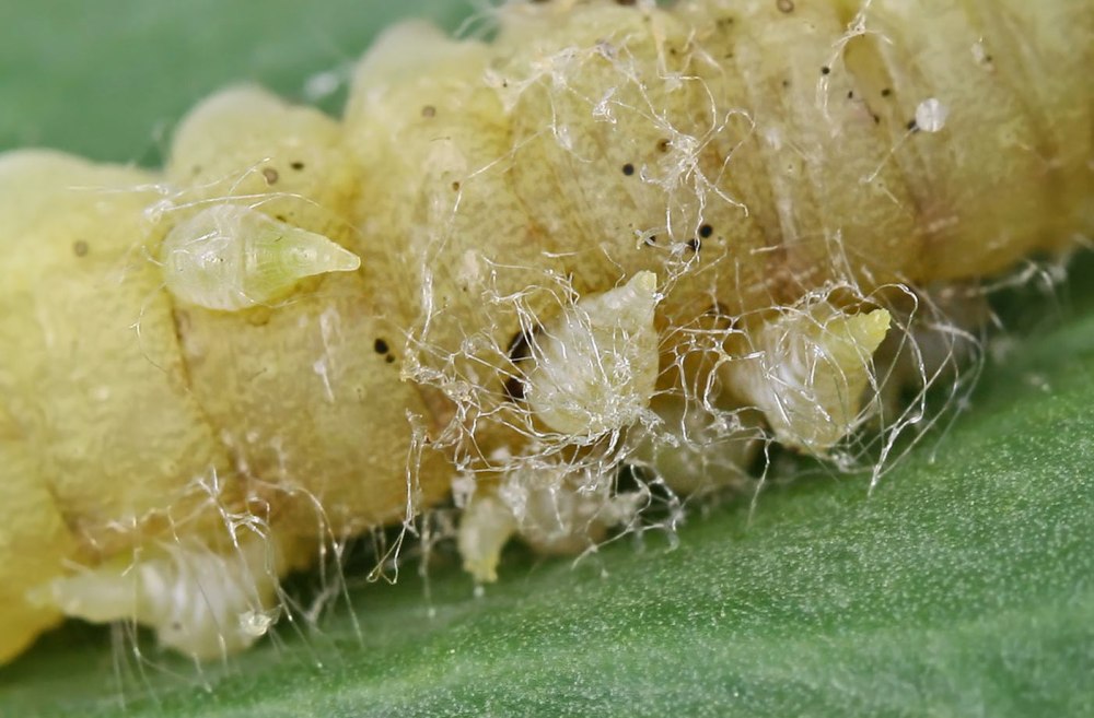Наездники и личинка Chalcidoidea