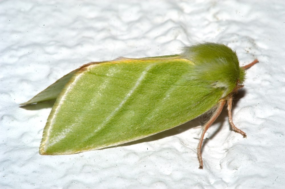 Pseudoips prasinana