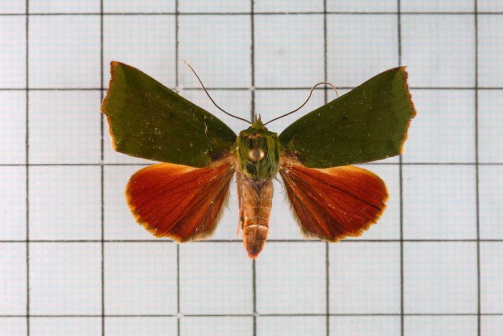 Бабочка Clethrophora distincta