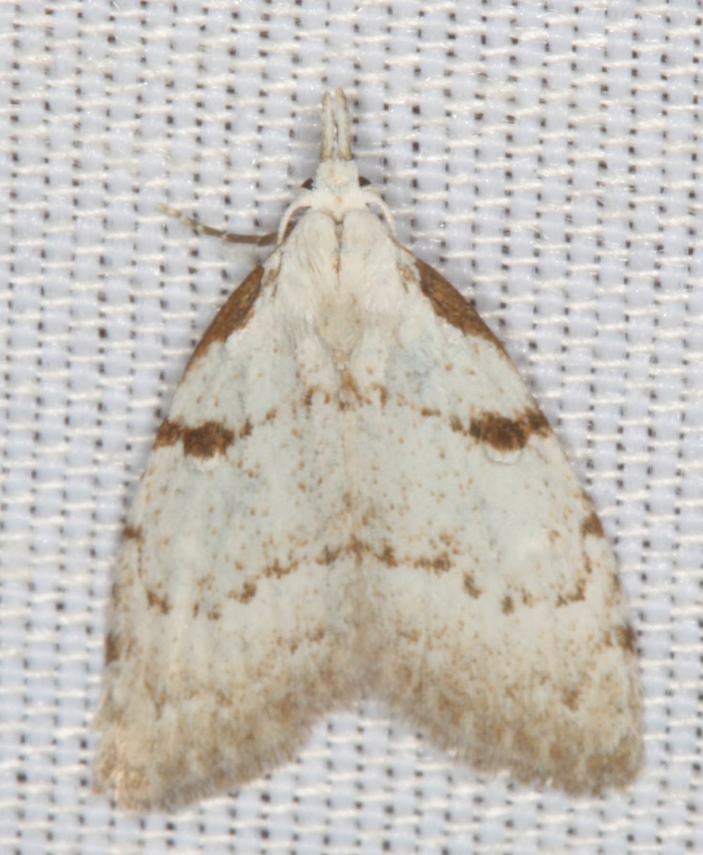Pyrausta inornatalis
