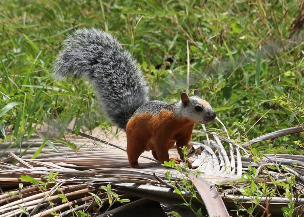 Sciurus VARIEGATOIDES