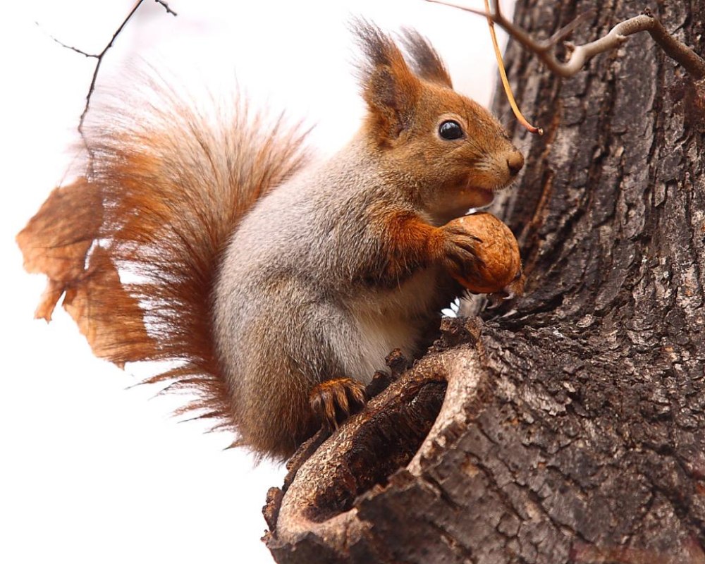 Sciurus vulgaris Гайно