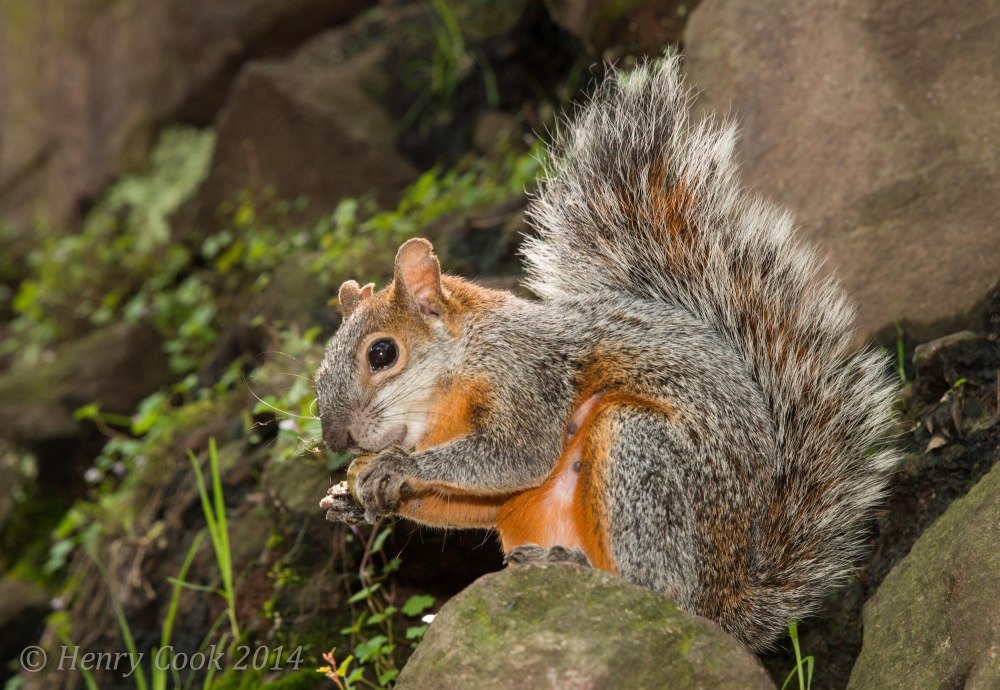 Sciurus VARIEGATOIDES